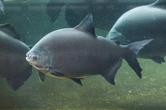 Tambaqui (Colossoma macropomum), also known as the giant pacu.