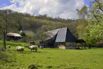 Moutons en ferme, département du Calvados en région Normandie, France
