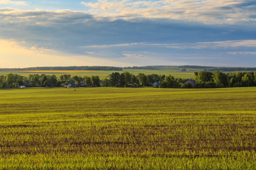 Весенний пейзаж, поле со всходами пшеницы, вдалеке видны дома, лес и другие поля - obrazy, fototapety, plakaty