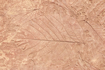 marks of leaf on the concrete background