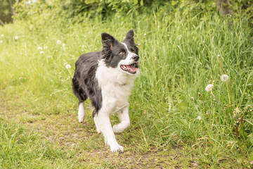 purebred border collie in action