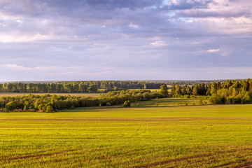 Весенний пейзаж, поле со всходами пшеницы, лес на горизонте - obrazy, fototapety, plakaty