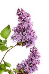 Flowers of lilac