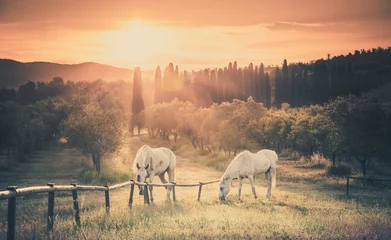 Zelfklevend Fotobehang Paard Wilde paarden en Toscaanse zonsopgang
