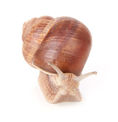 Snail front view