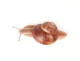 Snail from above