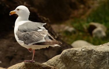 Western United States Seagull