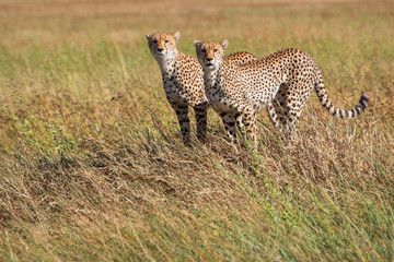 Cheetah in the Serengeti National Park.