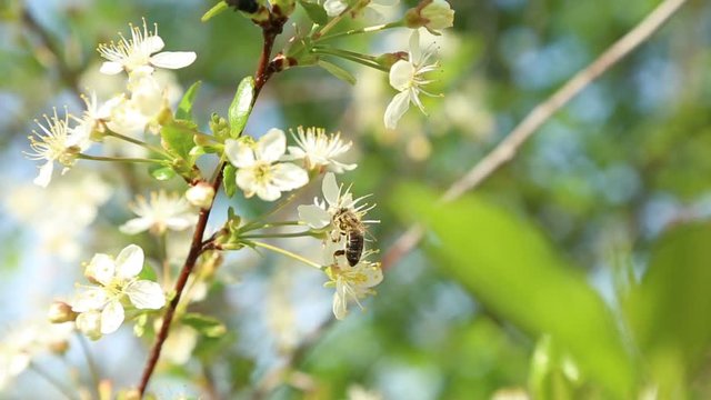 bee pollinating flowers on the tree