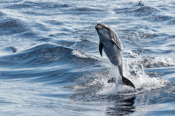 common dolphin jumping outside the ocean