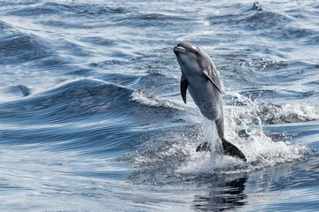 Papier Peint photo Dauphin common dolphin jumping outside the ocean