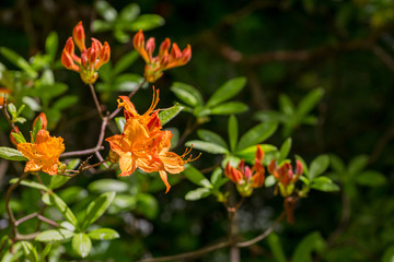 Blumen im botanischen Garten