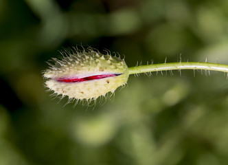 poppy bud, red and green colors, macro
