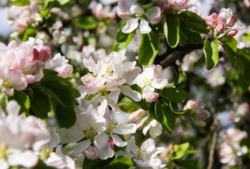 White and pink blossoms on a sunny day