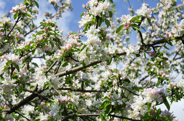 An apple tree in bloom