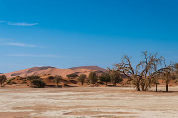 Bäume vor den roten Namibsand-Dünen von Sossusvlei