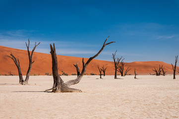 Tote Bäume im Deadvlei; Namibia
