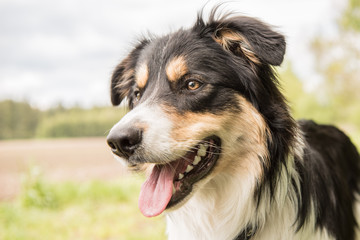 Hund Portrait Aufnahme -  Border Collie
