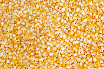 Close up of corn grains. Whole background.