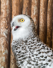 closeup of snow owl with nature background
