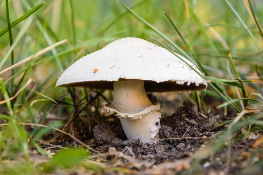 Wild-growing mushroom (Champignon, lat.: Agaricus) in the grass