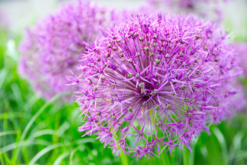 Pink Allium flowers closeup