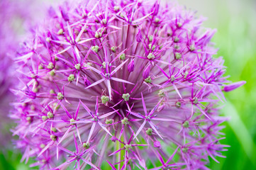 Pink Allium flowers closeup
