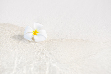Fototapeta na wymiar One single alone plumeria flower on white sand beach with sea wave line