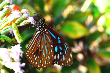 Fototapeta na wymiar Butterfly feeding on plant nectar
