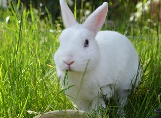 Weißes Zwergkaninchen frisst Gras auf der Wiese