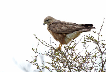 Common buzzard (Buteo buteo) sitting on the spring branch