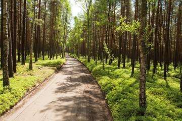 Fototapeta na wymiar sandy rural road in pine forest
