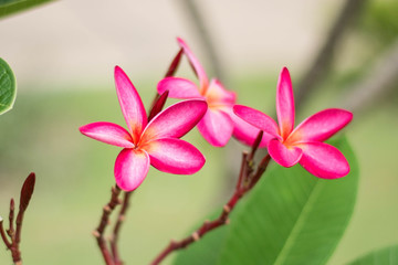 pink leelawadee flower on nature background