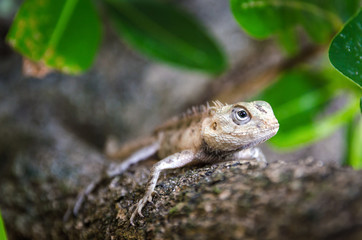 lizard. The inhabitant of the Maldives