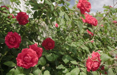 яркие весенние розы на Кипре