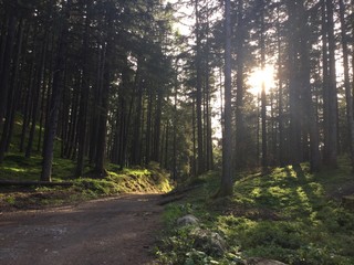 wanderweg im wald