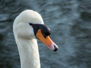 Portrait of a male Mute Swan (cygnus olor)