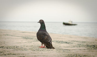 голубь на побережье моря наблюдающий за приближением корабля