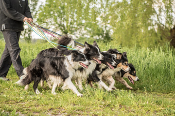 Frau geht mit einem Rudel Hunden stressfrei spazieren - Border Collies