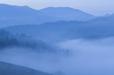 Clouds and fog over pine tree forest