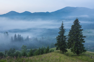 fir trees on meadow between hillsides with conifer forest in fog under the blue sky before sunrise