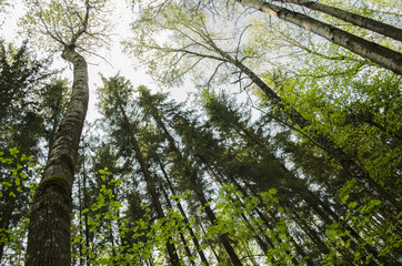 Лесные деревья © Helga1