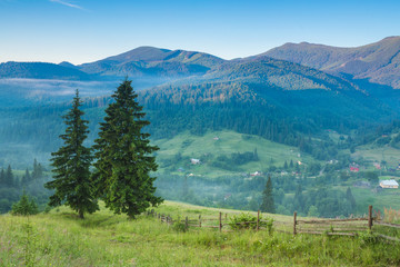 fir trees on meadow between hillsides with conifer forest in fog under the blue sky before sunrise