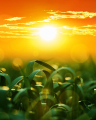 sunset in green grass field closeup, spring landscape, bright colorful sky and clouds as background