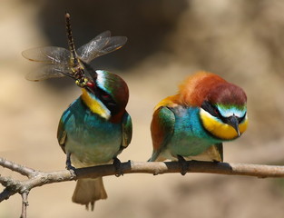 European bee-eater with Dragonfly, Merops apiaster