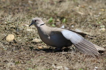 Eurasian Collared Dove, Streptopelia decaocto