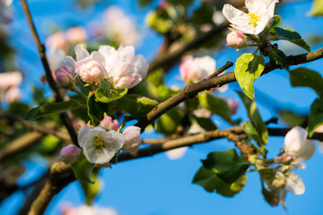 Spring white flowers on an apple tree