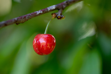 Newly sprouted Cherry