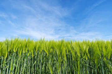 Frisches Getreidefeld im Frühling mit Himmel Hintergrund