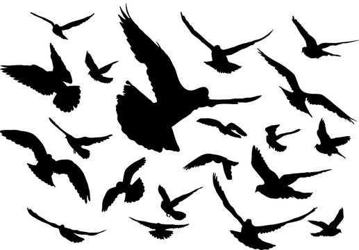 Vector set of silhouettes of 20 flying birds